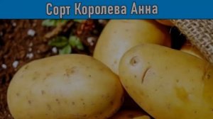 Картофель Королева Анна Характеристика Сорта Отзывы