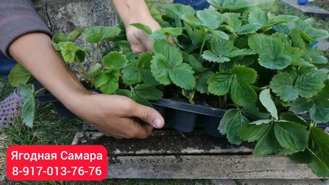 Сорт Азия, 20.08.20. Кассетная рассада в Самаре. смотреть онлайн