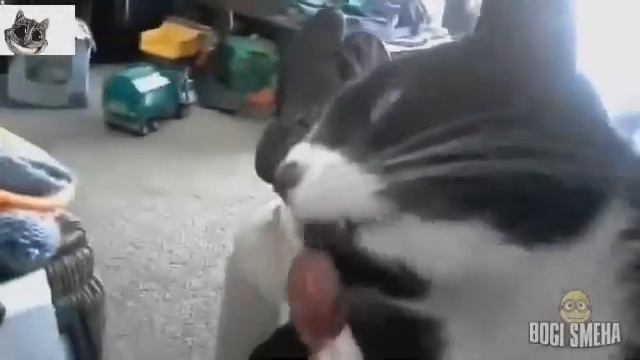 Приколы С Животными Подборка Смех До Слез! #2 смотреть онлайн