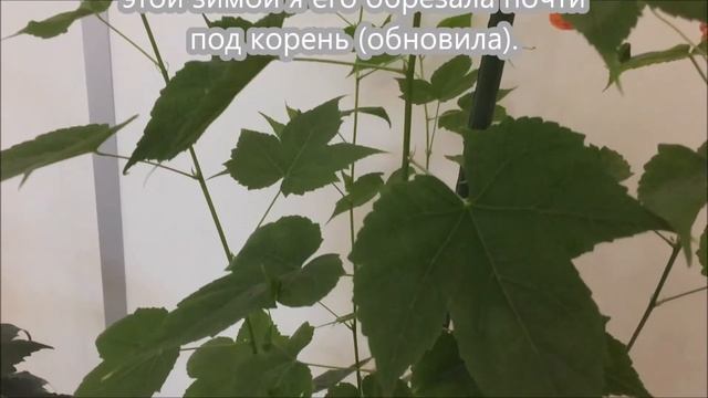Абутилон или комнатный клён: уход и размножение. смотреть онлайн