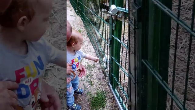 Червлёный яр (филиал Воронежского зоопарка) зоопитомник смотреть онлайн
