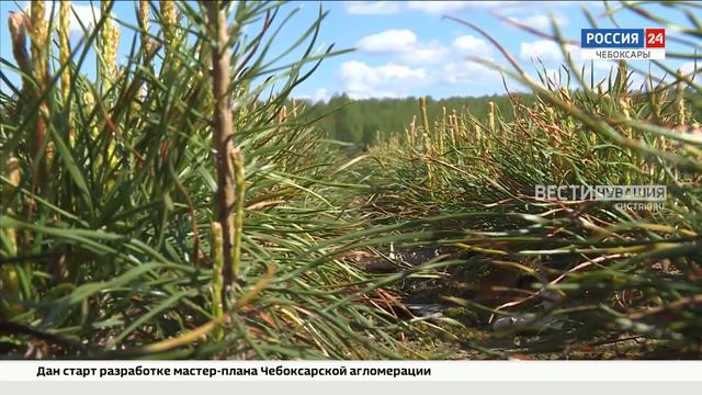 В лесных питомниках Чувашии вырастили около 6 млн семян и саженцев