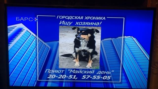 Умная, добрая Альма ищет дом смотреть онлайн