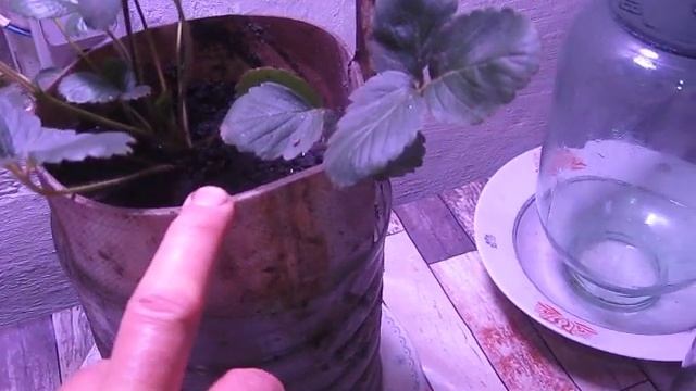 КЛУБНИКА НА СТОЛЕ КРУГЛЫЙ ГОД смотреть онлайн