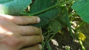 Огурцы Регал F1 - плодоношение и мое мнение о сорте