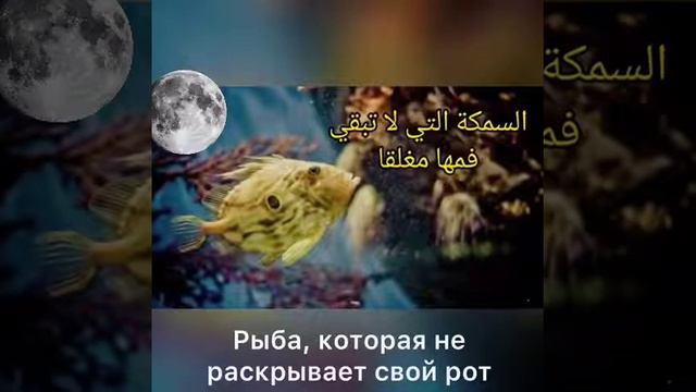 очень красивое наставление для всего человечества. ма ша Аллагь очень сильно 👍 смотреть онлайн