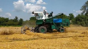 Уборка урожая 2021 / Комбайн / Уборка зерна / Молотят зерно