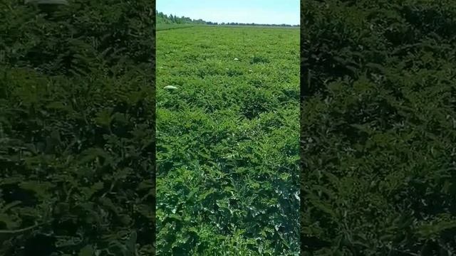 Арбуз на полях Херсонской области смотреть онлайн