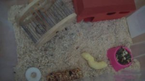 ОБУСТРАИВАЕМ КОНТЕЙНЕР ДЛЯ ХОМЯКА