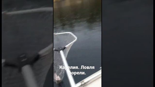 Карелия. Форель. Открытие сезона. смотреть онлайн
