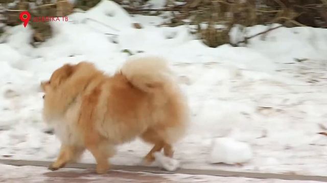 Дай лапу #8. Самые популярные животные в инстаграме смотреть онлайн