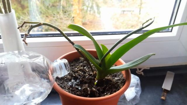 Все растения у нас дома! смотреть онлайн