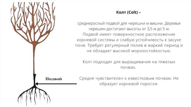 Корневая поросль вишни и сливы. Разбираем причины появления и как их избежать в саду. смотреть онлайн
