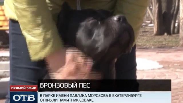В парке Павлика Морозова появилась справляющая нужду бронзовая собака смотреть онлайн