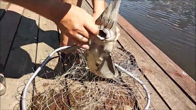 Поимки осетра с ближней и дальней дистанции. Рыбалка на Нижнем водоёме. Клёвое место лосиный остров смотреть онлайн