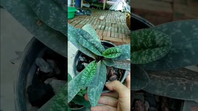 Lan hài niveum - Paphiopedilum niveum - vườn lan Duy Dương 0914.336.889 смотреть онлайн