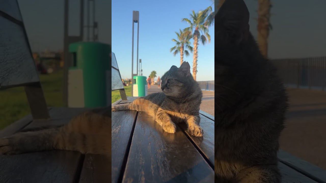 Кот Братан отдыхает в Анталии смотреть онлайн