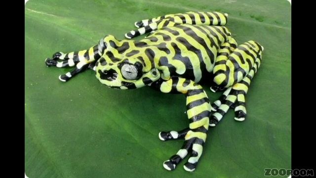 15 лягушек, в существование которых сложно поверить. Удивительные лягушки смотреть онлайн