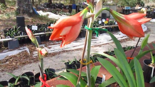 New Amaryllis (Hippeastrum) Hybrids Spring 2023 смотреть онлайн