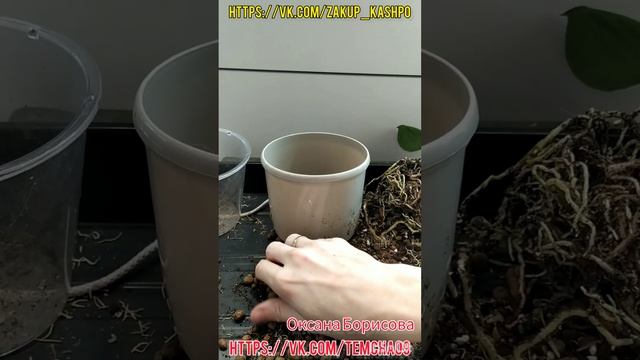 Антуриум на фитиле.