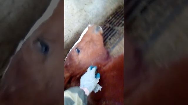 Как спят жеребец смотреть онлайн