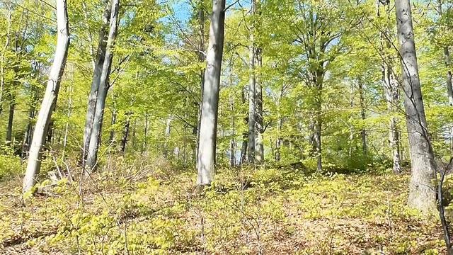 Рысь спасла девушку в лесу смотреть онлайн