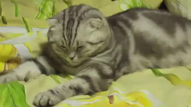 Котик резко уснул смотреть онлайн