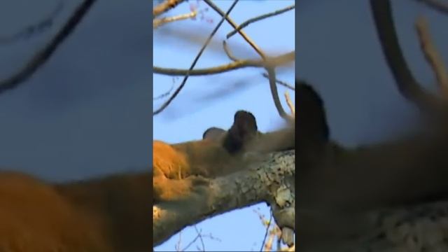 Фосса - самый большой хищник Мадагаскара смотреть онлайн