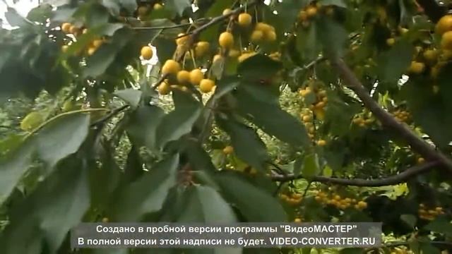 Урожай 2021г абрикос Приция.черешня Крупноплодная и тп смотреть онлайн