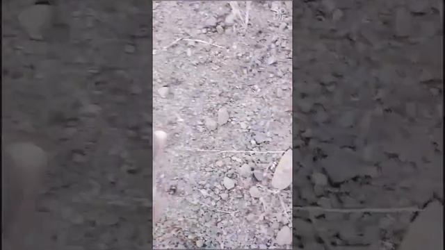 ????Окаменевшие ЯЙЦА ДРАКОНА, ДИНОЗАВРА или черепахи на "Шайтантау"!!! ??? смотреть онлайн