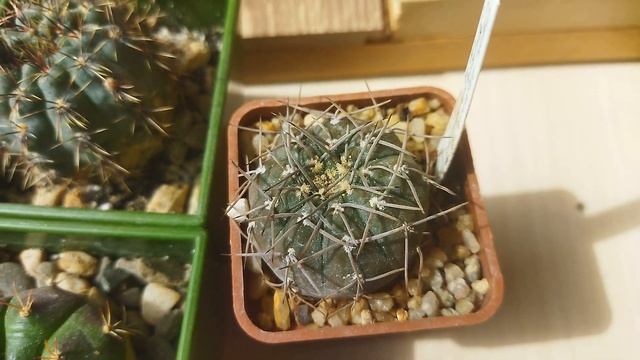 Кактус Гимнокалициум. Gymnocalycium. Обзор моих кактусов. Уход за кактусом.