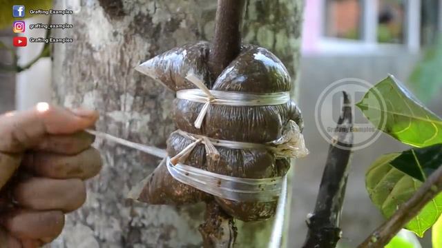 How To Air Layering Jackfruit 100% Success смотреть онлайн