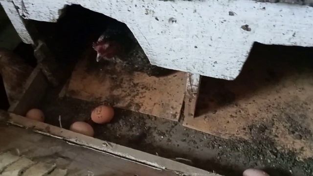 чистка помёта в курятнике смотреть онлайн