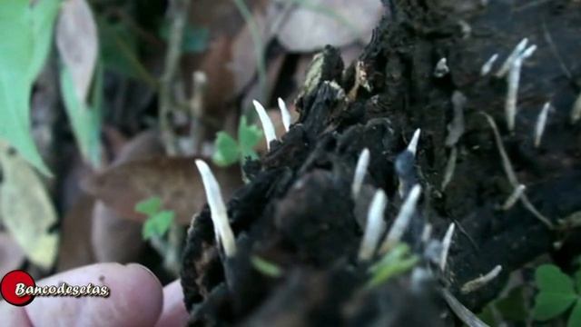 Xylaria sp смотреть онлайн
