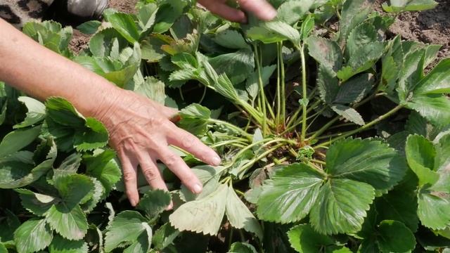 Селекционер о мужских и женских кустах клубники. Как определить стерильные сорта земляники. смотреть онлайн