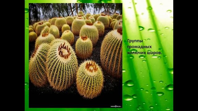 Презентация Kaktus