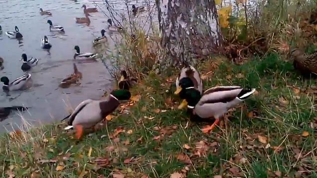 Охота на уток в Польше смотреть онлайн