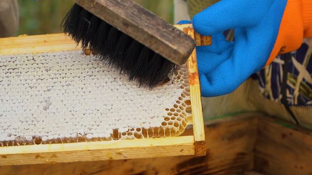 Мед из Карелии // КАРЕЛИЯ. ОБОНЯНИЕ // 6 чувств смотреть онлайн