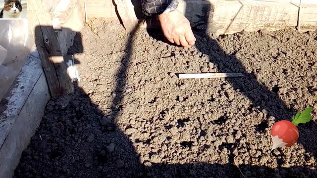Как и когда сажать редиску в открытый грунт весной