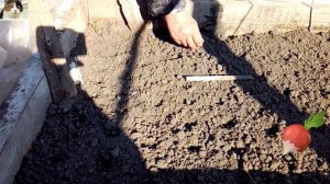 Как и когда сажать редиску в открытый грунт весной