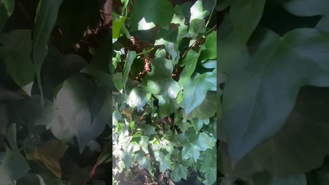 Енот Шурик ЗАМАСКИРОВАЛСЯ! смотреть онлайн