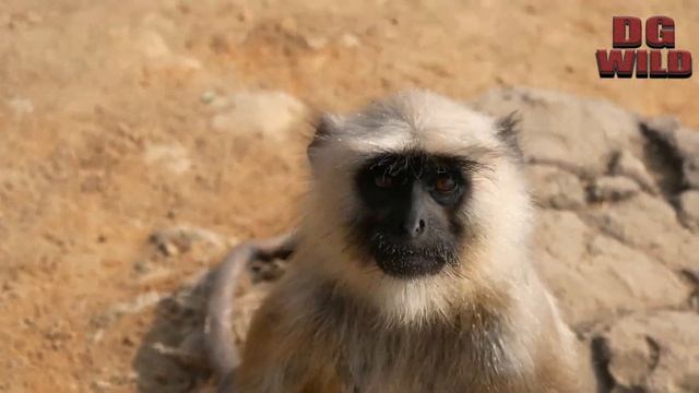 खिलाने के दौरान लंगूर बनाम बंदर झुंड के बीच || смотреть онлайн