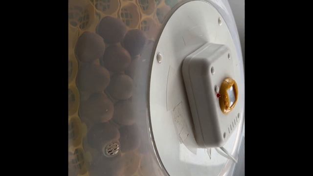 Жизнь в Болгарском селе. Инкубатор дома. Сколько вылупится. 2-я закладка. Цыплята растут. 17 января смотреть онлайн