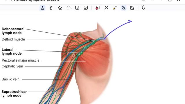 Anatomy: HLS Required lymph nodes. смотреть онлайн
