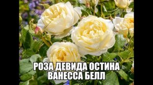 Роза Девида Остина Ванесса Белл