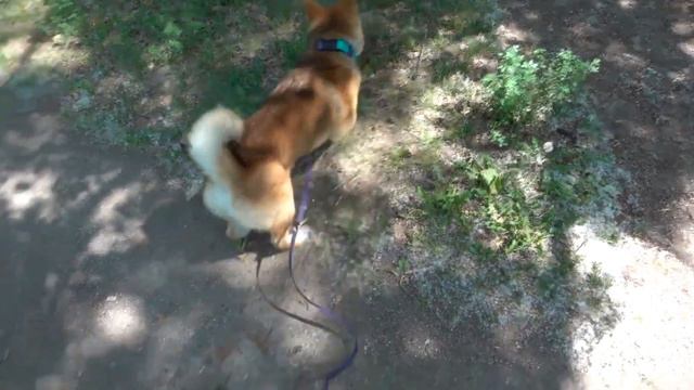 МАРТИ НА ПРОГУЛКЕ #эдисон #прогулкассобакой