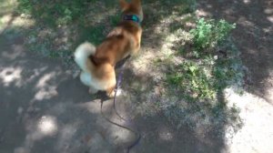 МАРТИ НА ПРОГУЛКЕ #эдисон #прогулкассобакой