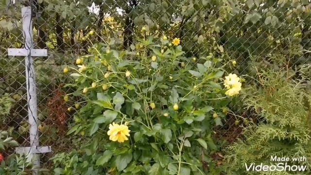 271. Моё приветствие #дача #приднепровье #беларусь #прудик_своими_руками #AleksChizh смотреть онлайн