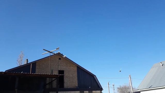 Голуби лет игра