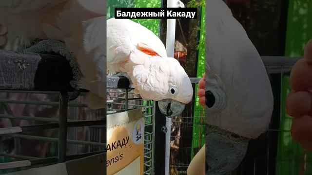 Какаду балдеет /Зоопарк "Сказка" Ялта смотреть онлайн